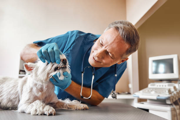  Bishop, TX Emergency Dentist Pros